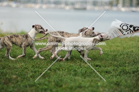 group of young Whippet puppies with plastic bag