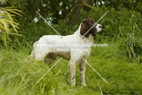 German Longhaired Pointer standing on grass