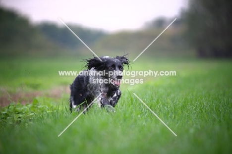 happy black and white English Setter running in a field