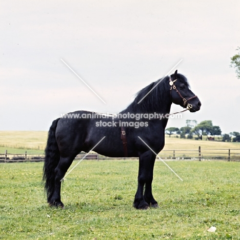 Dales pony stallion full body 