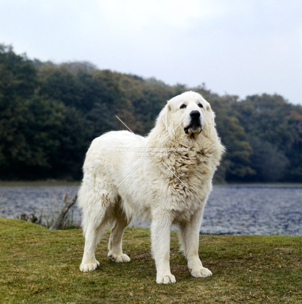 ch bergerie diable, pyrenean mountain dog on grass