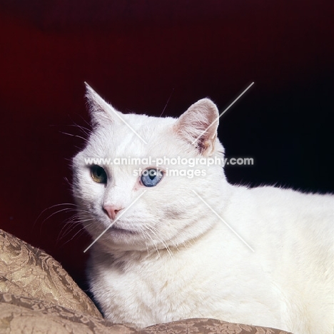 odd eyed white short hair cat