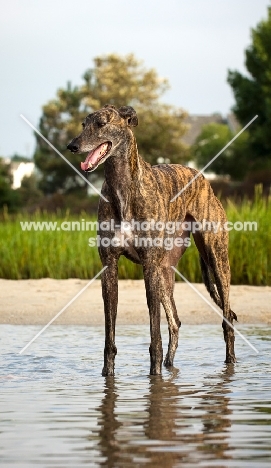 brindle Greyhound standing in water