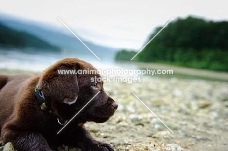 Chocolate Labrador Retriever puppy lying at the beach. 