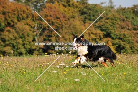 Bernese Mountain Dog, free in field