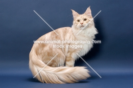 Maine Coon cat, Cream Silver Classic Tabby colour