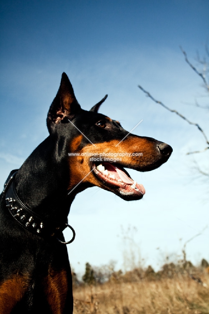 Doberman in field