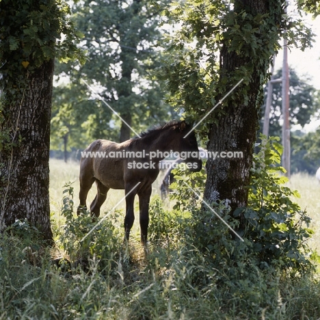 lipizzaner foal at lipica