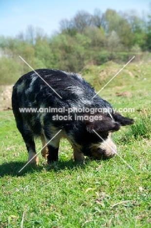 Kunekune pig on grass