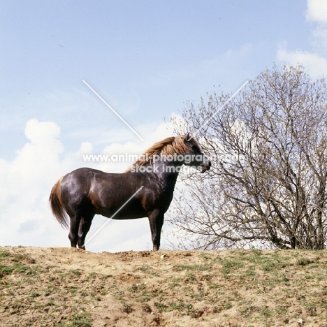 welsh cob (section d) stallion, on skyline