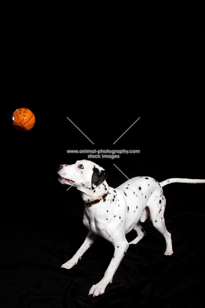 Dalmation watching orange ball