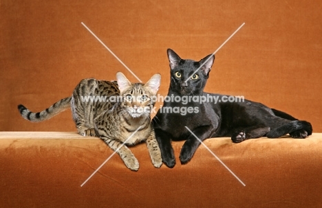Kirembo Amadi Binah "Maddie," with her brother, "Baz," is a 10 month old Brown Spotted Tabby Savannah female