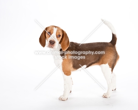 young beagle