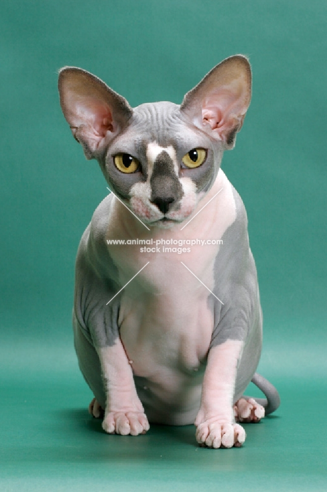 Blue & White Sphynx, front view