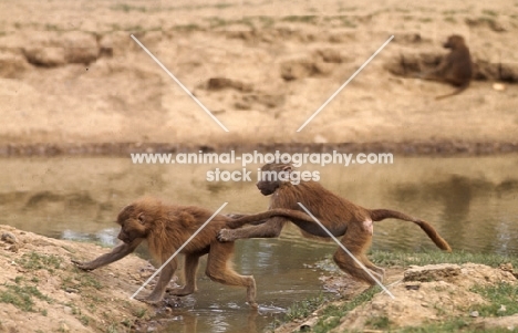 two baboons jumping a stream in windsor safari park