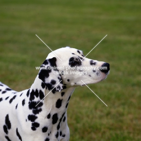 ch olbiro organdiecollar, dalmatian head portrait