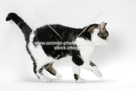 American Wirehair cat walking, Brown Classic Tabby & White coloured