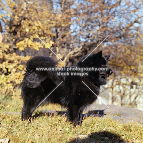 swedish lapphound in sweden against autumn colours