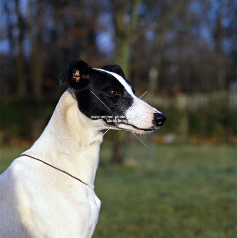 white and black whippet, head study