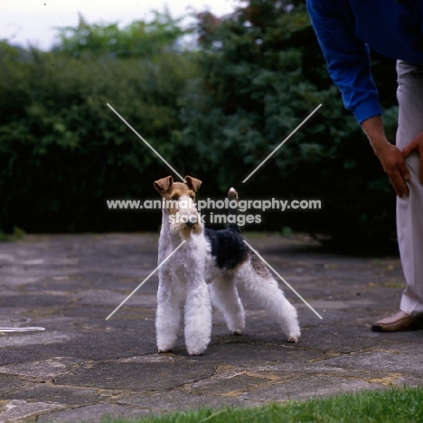 ch penda passion at louline, 
wire fox terrier standing on a path