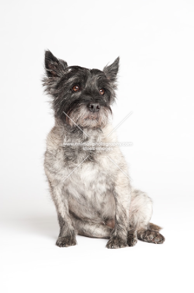 Cairn Terrier sitting down, photographed in the studio.