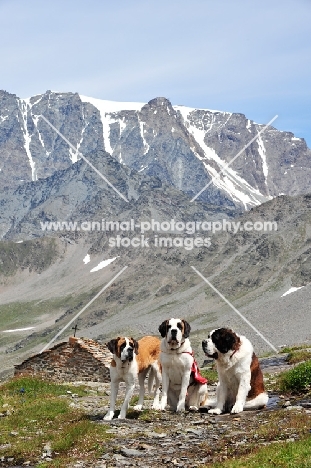 three Saint Bernards in Swiss Alps (near St, Bernard Pass)