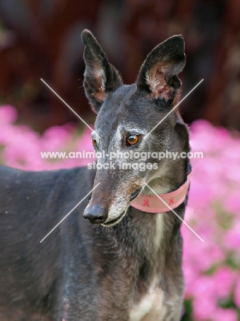 Greyhound looking away