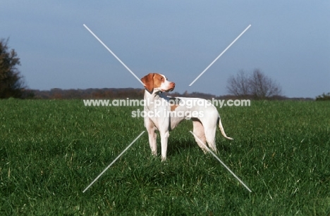 Braque Saint Germain in field, aka Saint Germain pointer