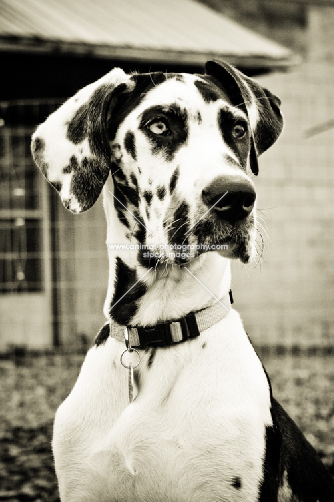 Great Dane portrait