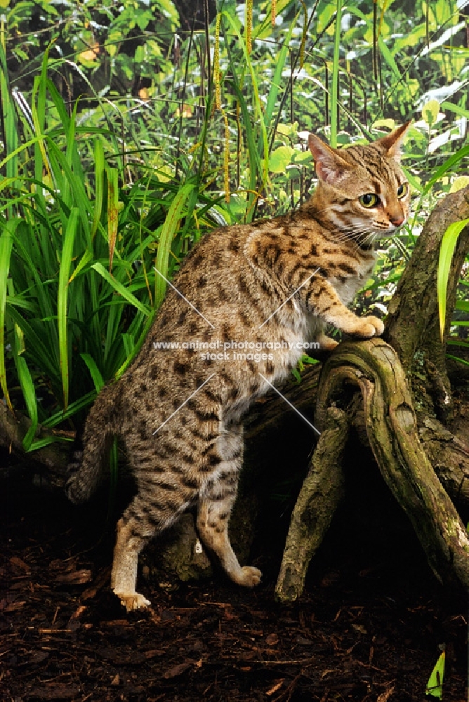 bengal leaning on log