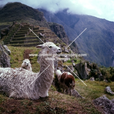 llamas near machu picchu, peru