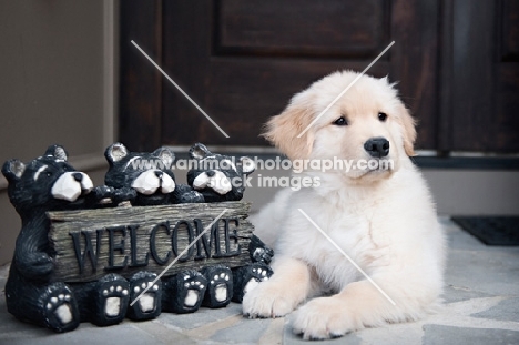 golden retriever puppy with welcome sign