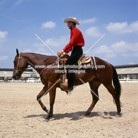 quarter horse walking in the ring at tampa show usa