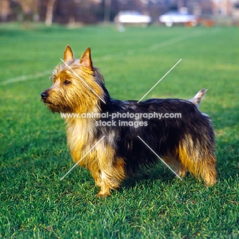 australian terrier standing in a field