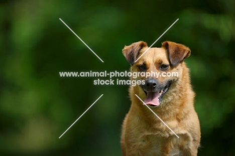 small mongrel dog sitting on a wooden table