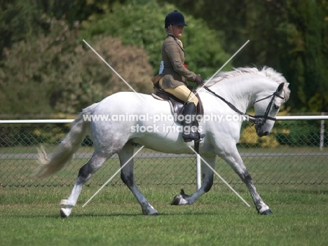 riding a connemara pony