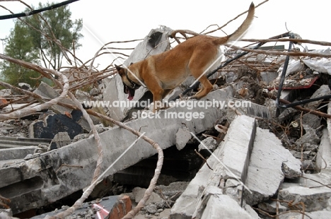 Dog doing search work in rubble