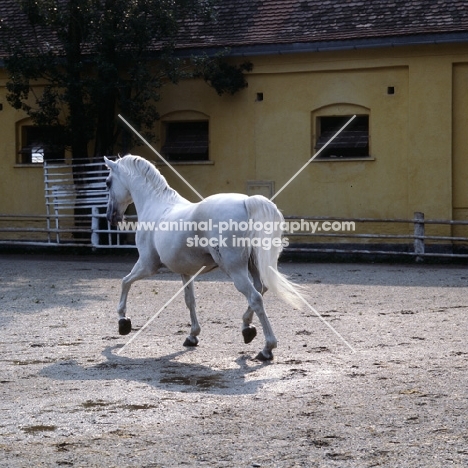 Favory Dubovina, Lipizzaner stallion at piber trotting away
