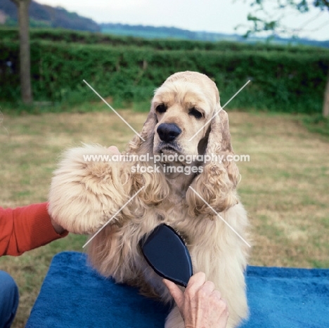 brushing an american cocker spanel