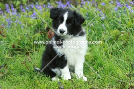black and white Border Collie pup