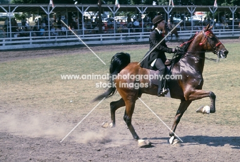 ridden American Saddlebred at show in usa showing paces