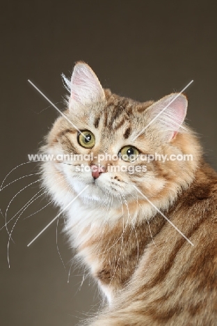 Siberian cat, head study