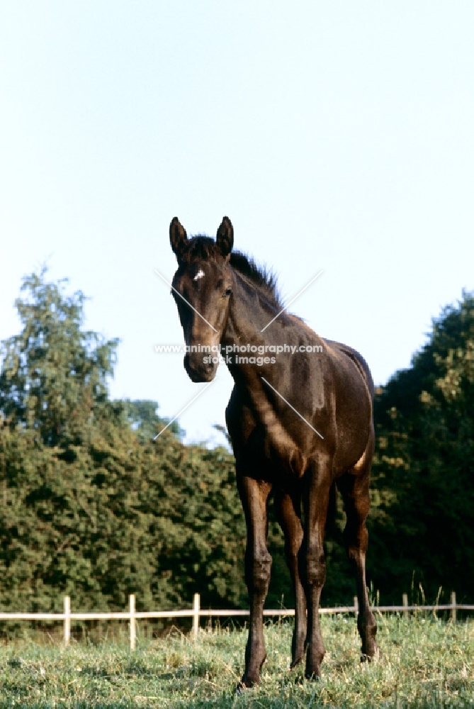 danish warm blood foal