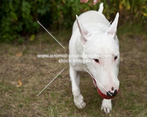 white bull terrier walking toward camera with a red ball in her mouth