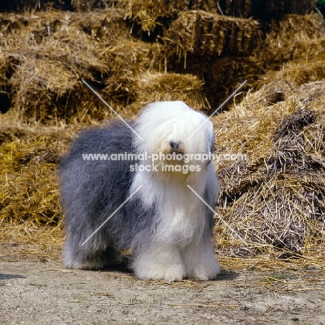  ch siblindy manta old english sheepdog, standing in front of straw stack