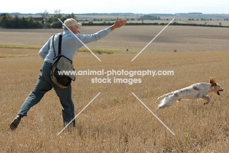 English Setter working at field trial