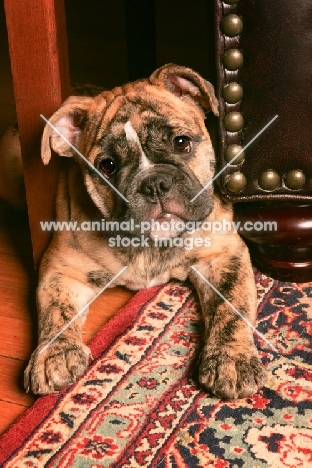 Bulldog puppy on carpet