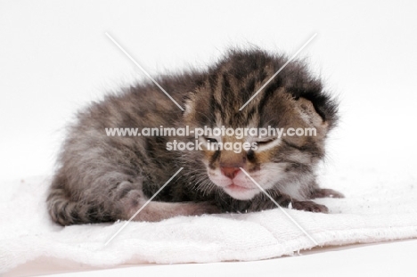 2 week old Asian Leopard kitten asleep