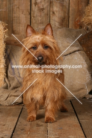 Australian Terrier in barn