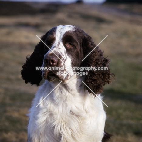 sh ch lochardils ghillie of bramhope,  english springer spaniel head portrait